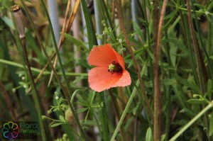 Papaver dubium (2).jpg